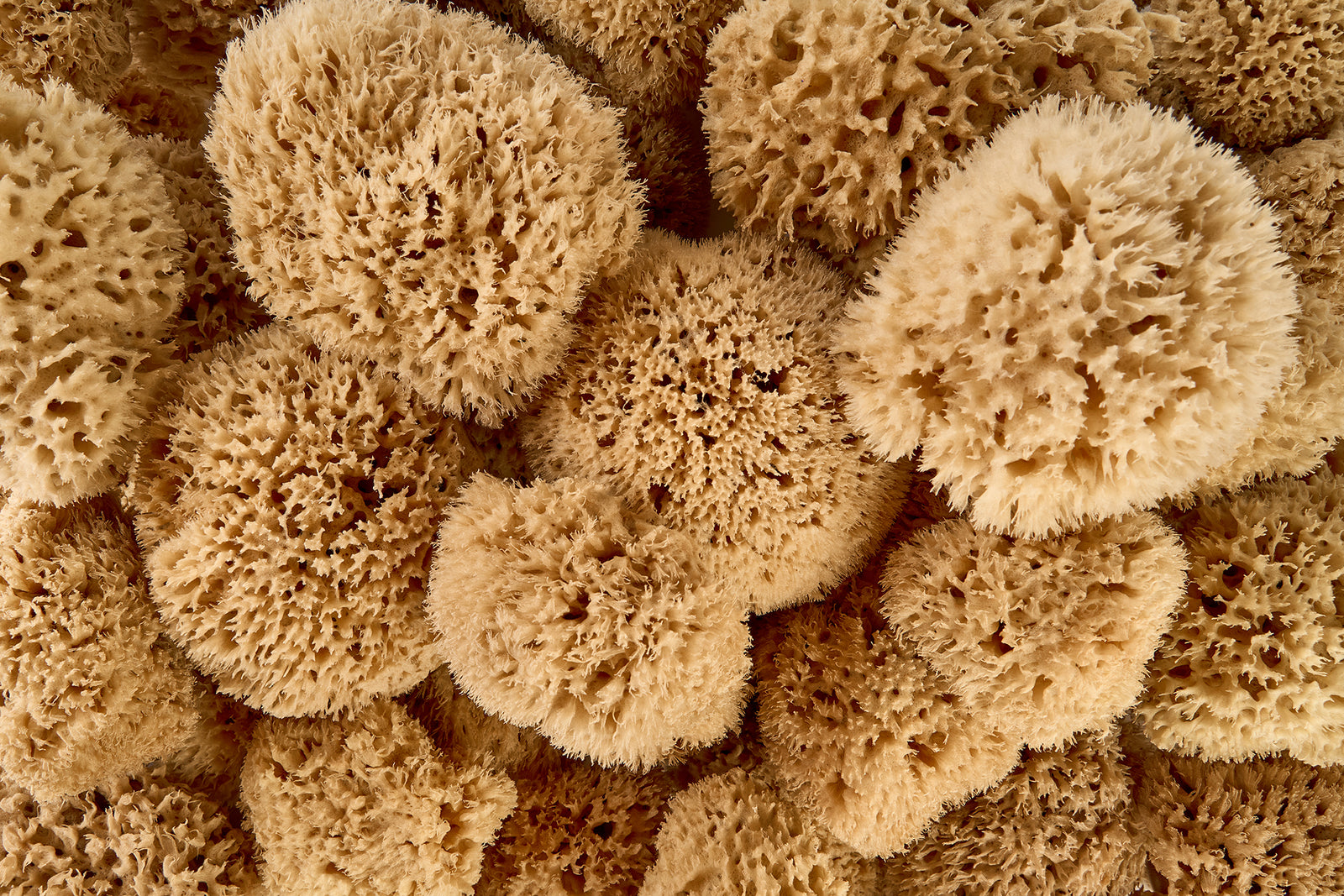 The King of Sponges is Here: Meet Our Honeycomb Sea Sponge