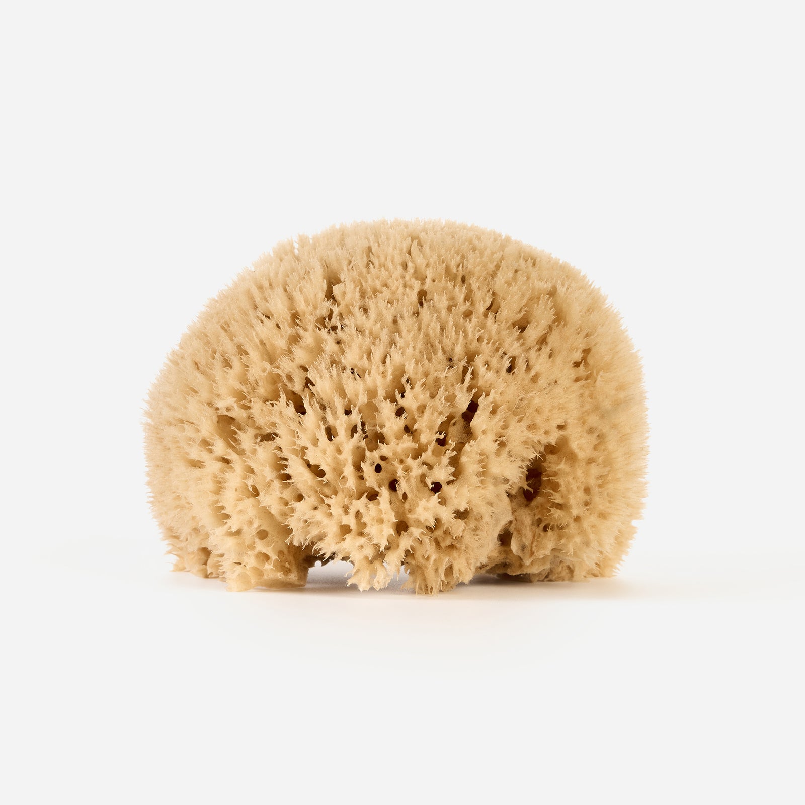 Honeycomb Sea Sponge