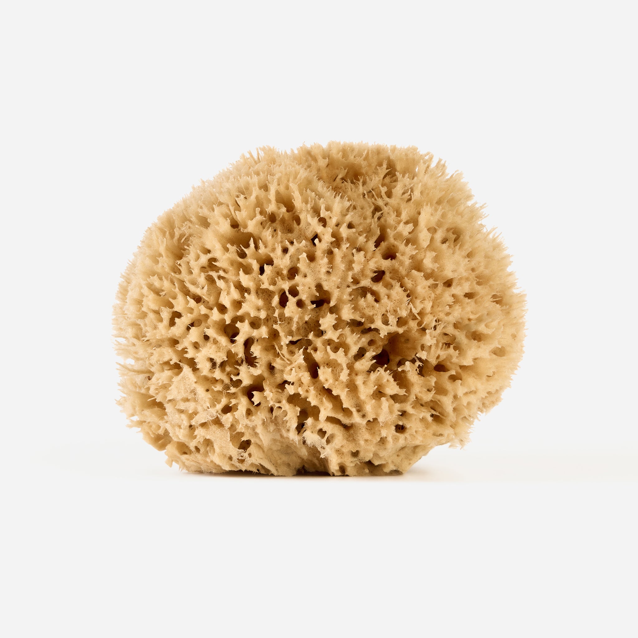 Honeycomb Sea Sponge