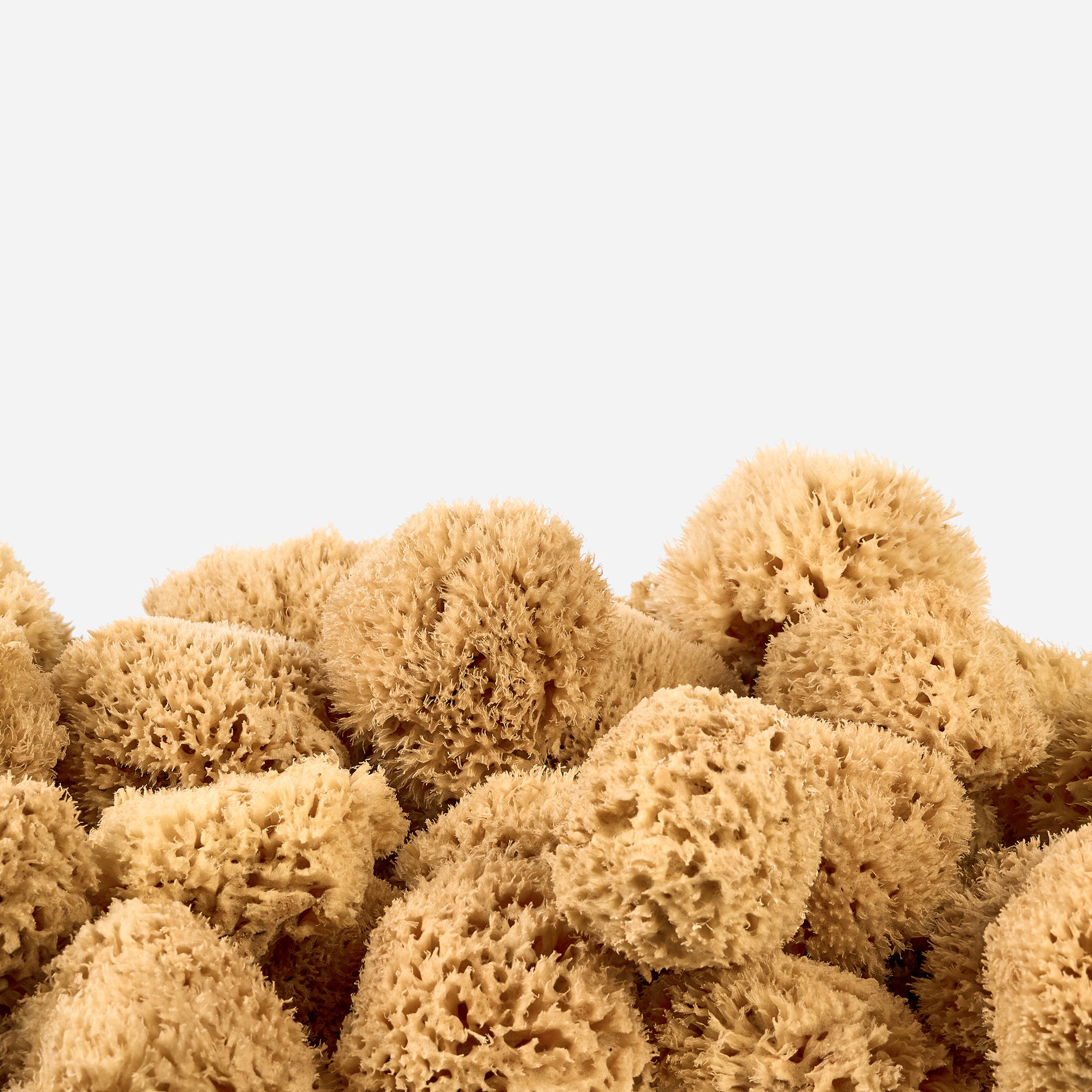 Honeycomb Sea Sponge